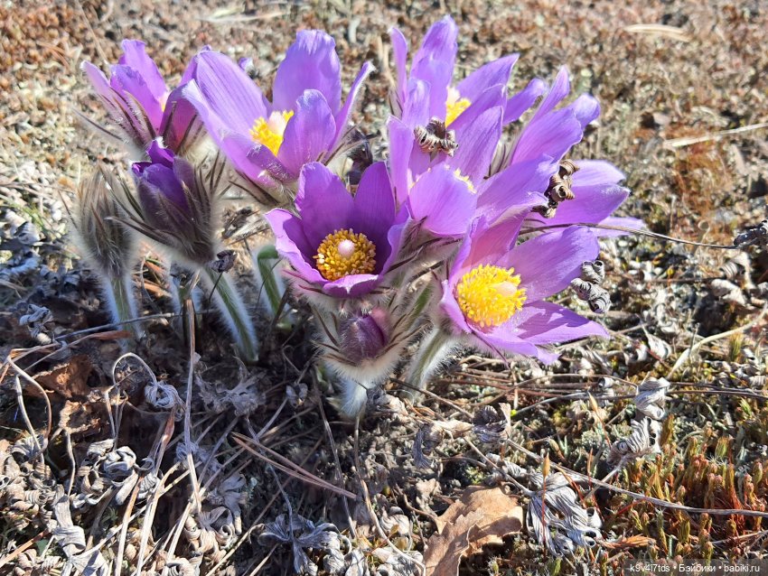 Имани и Оршинский Лес. Mini Imani, автор Kaye Wiggs