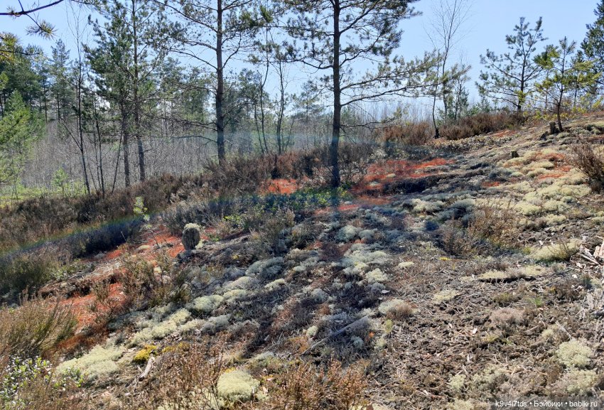 Имани и Оршинский Лес. Mini Imani, автор Kaye Wiggs