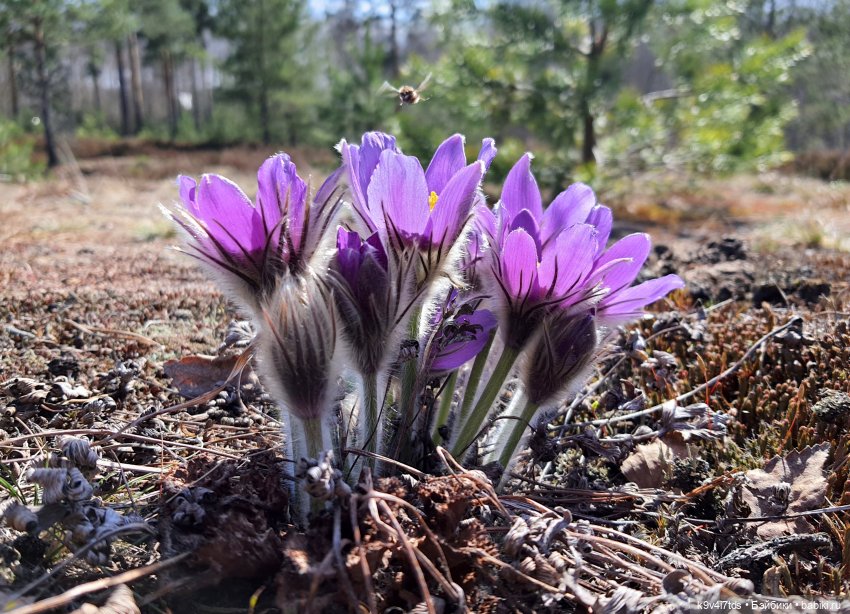 Имани и Оршинский Лес. Mini Imani, автор Kaye Wiggs