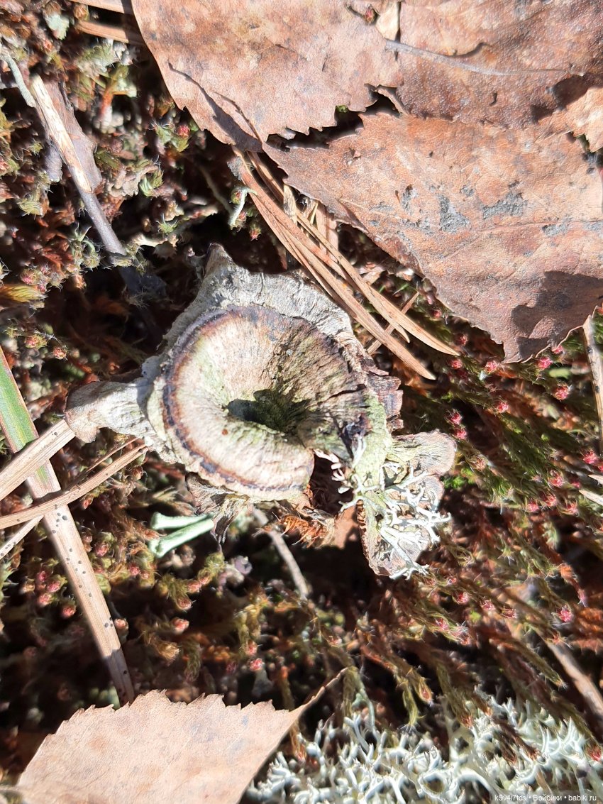 Имани и Оршинский Лес. Mini Imani, автор Kaye Wiggs