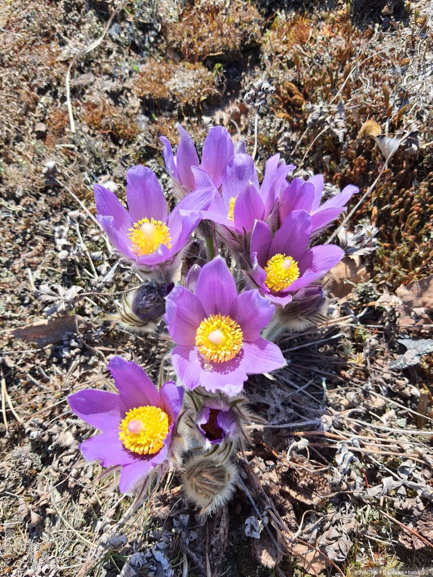 Имани и Оршинский Лес. Mini Imani, автор Kaye Wiggs