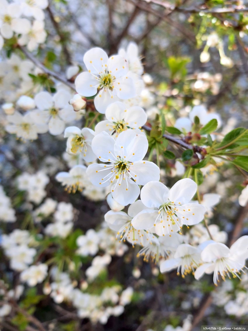Иманины Сказки. Фея Сада Камней