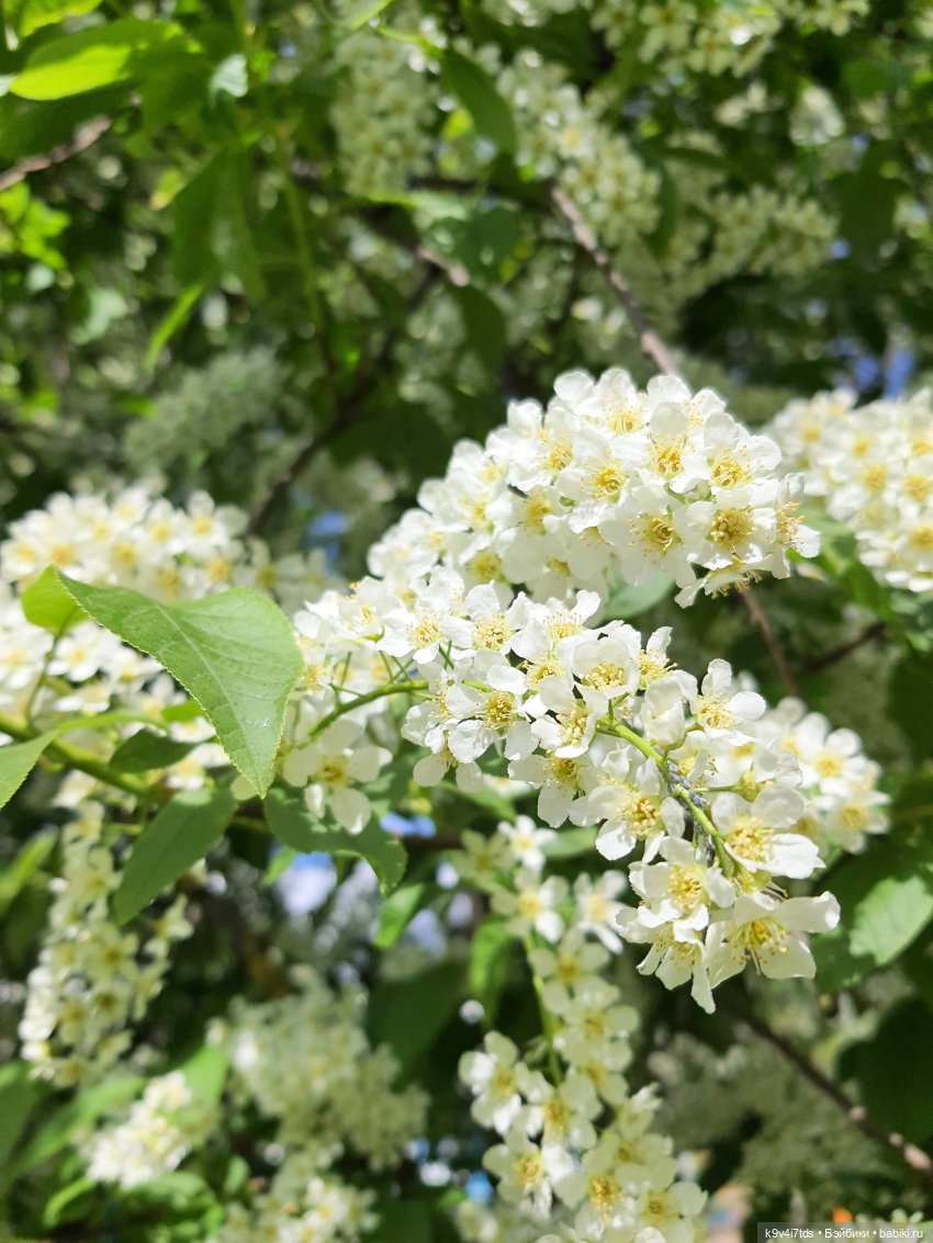 Иманины Сказки. Фея Сада Камней