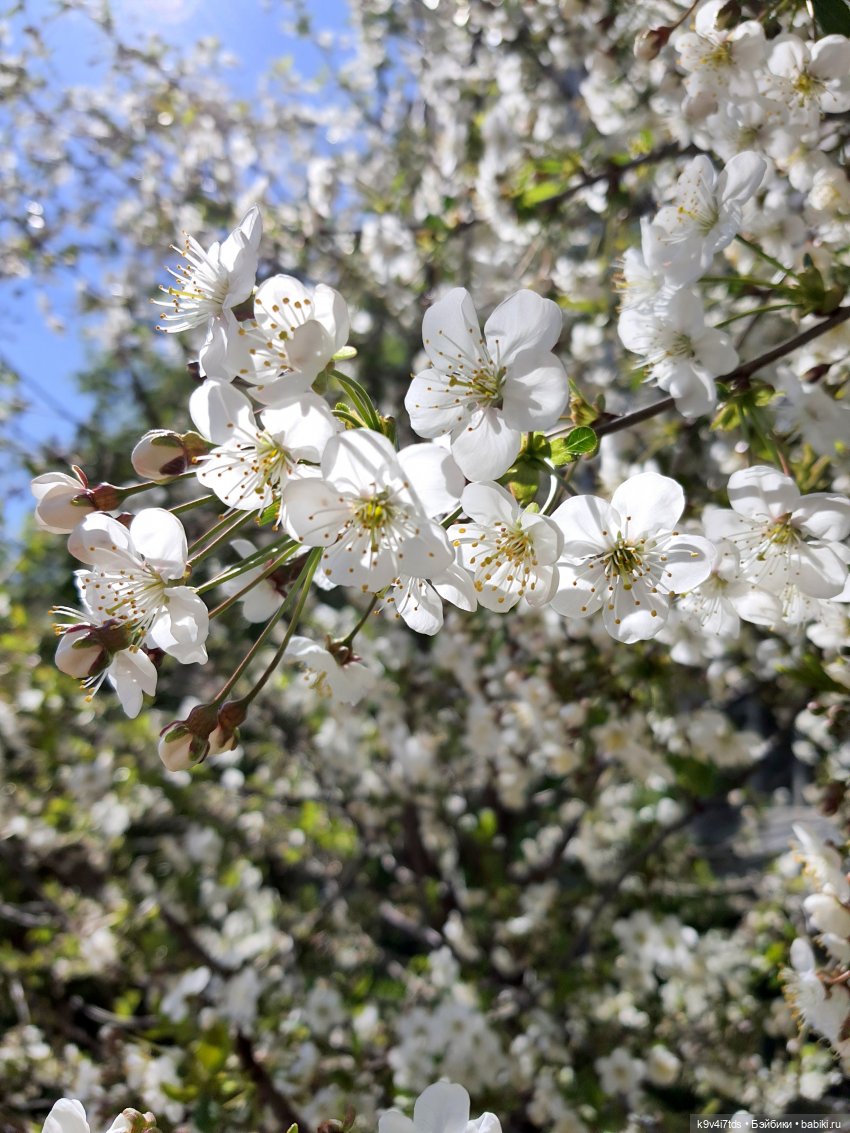 Иманины Сказки. Фея Сада Камней