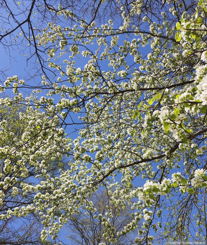 Иманины Сказки. Фея Сада Камней