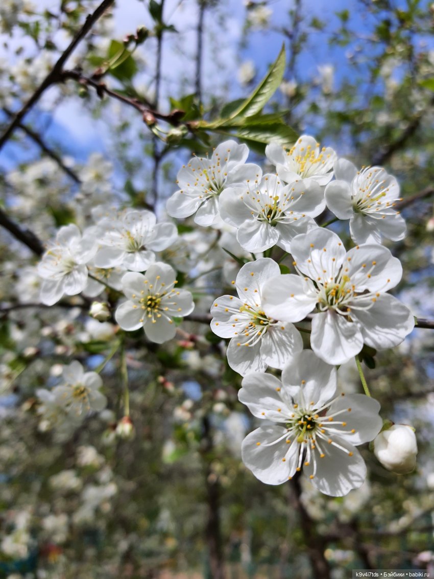 Иманины Сказки. Фея Сада Камней