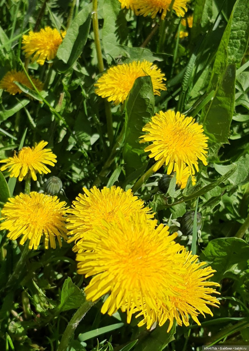 Иманины Сказки. Фея Сада Камней