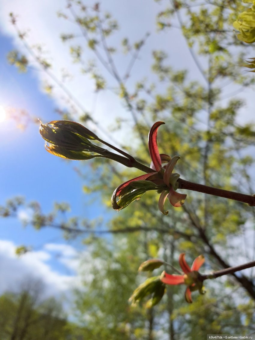 Иманины Сказки. Фея Сада Камней