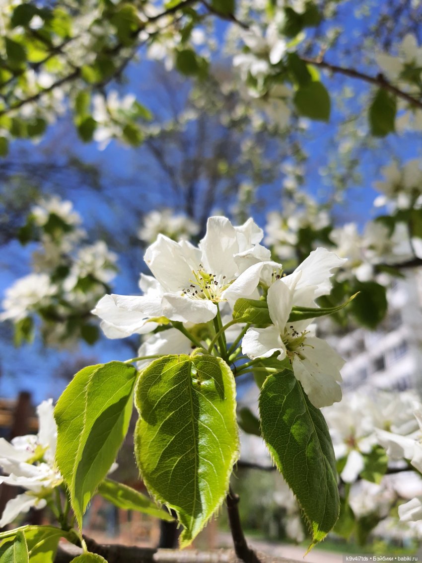 Иманины Сказки. Фея Сада Камней