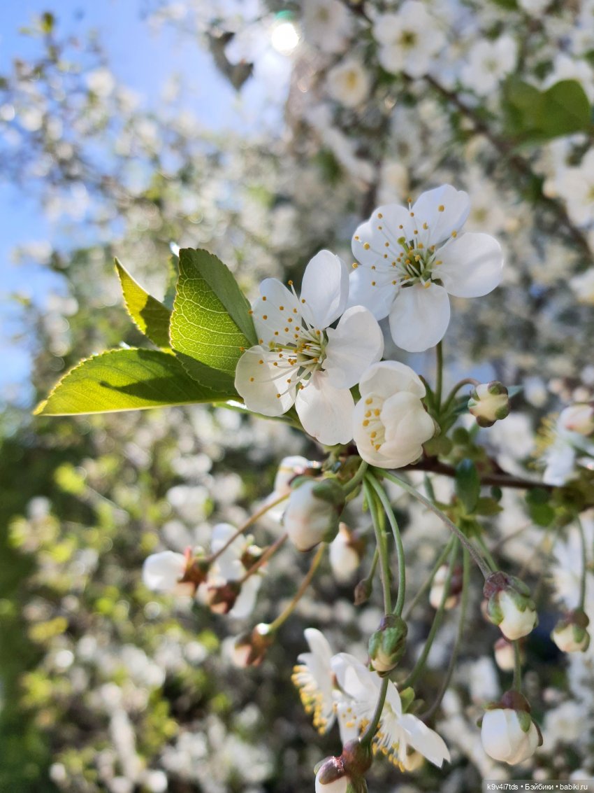 Иманины Сказки. Фея Сада Камней