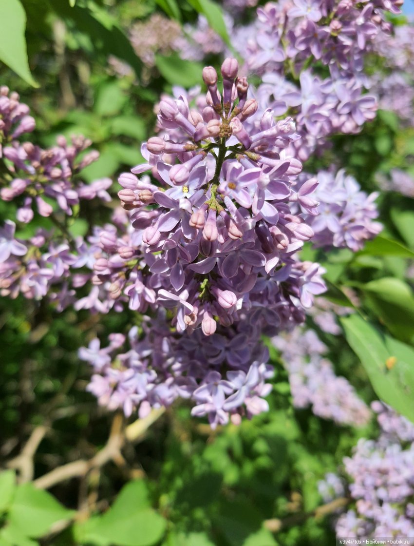 Цветущий Май — Красивая природа и цветы: фото пейзажей (фото 6)