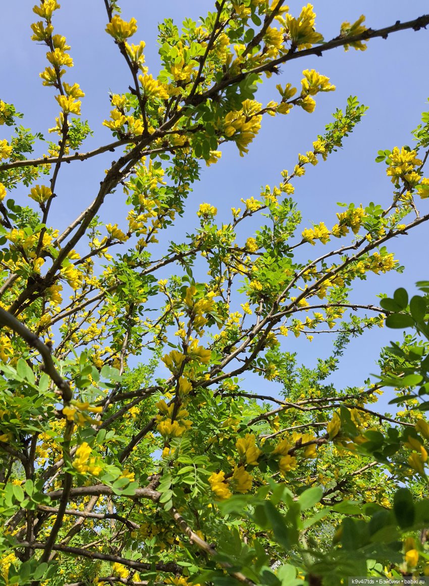 Цветущий Май — Красивая природа и цветы: фото пейзажей (фото 8)