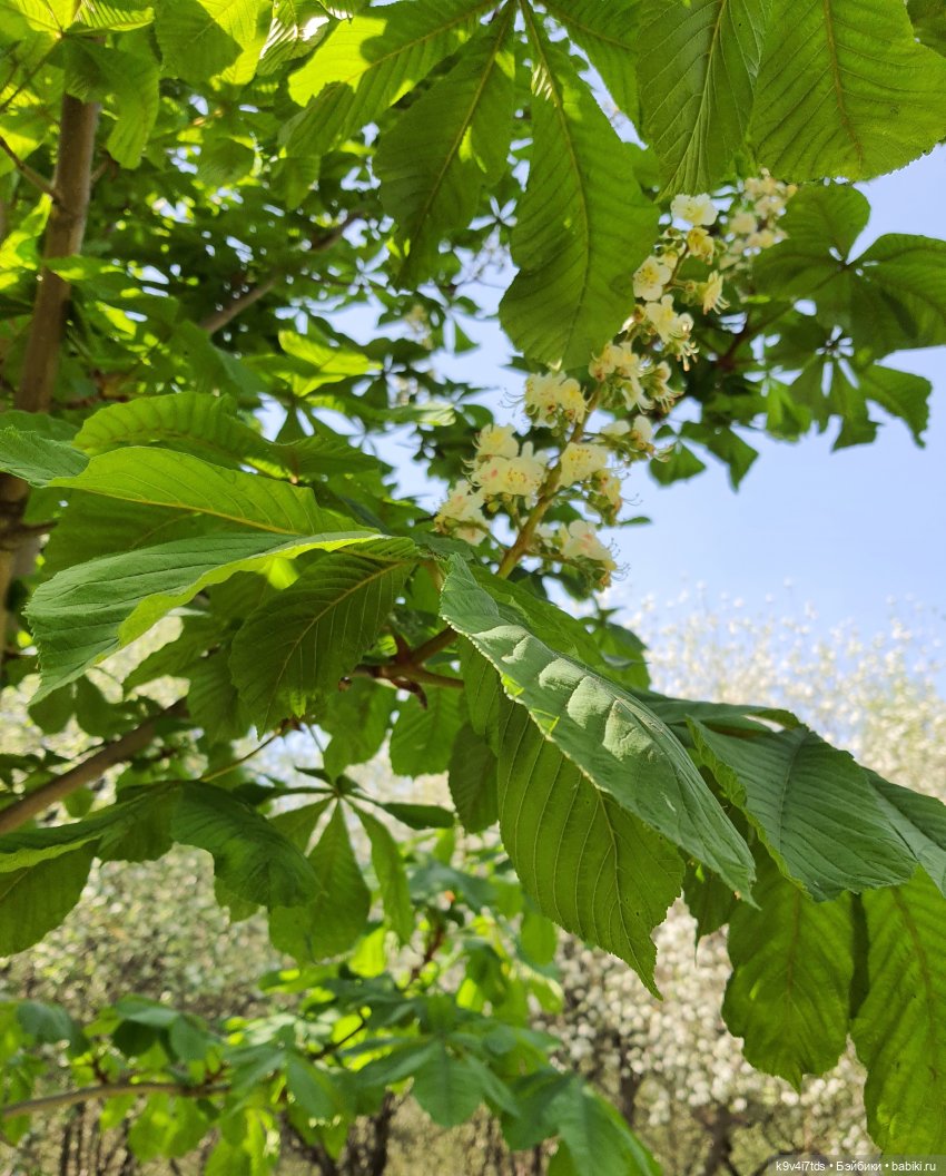 Цветущий Май — Красивая природа и цветы: фото пейзажей