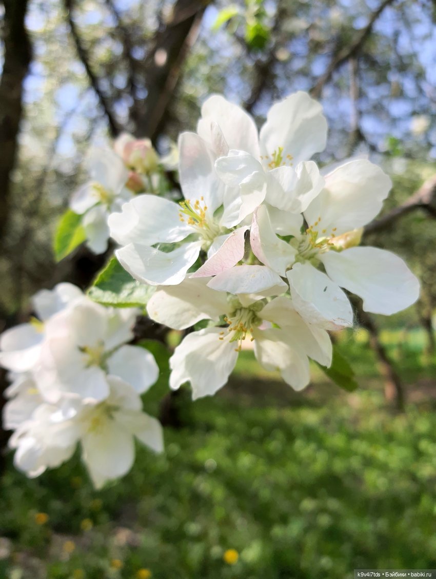 Цветущий Май — Красивая природа и цветы: фото пейзажей