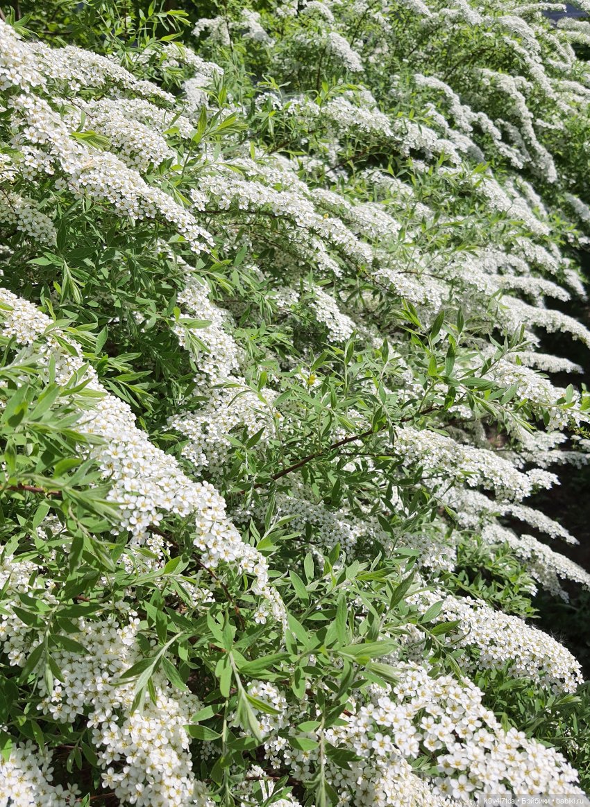 Цветущий Май — Красивая природа и цветы: фото пейзажей