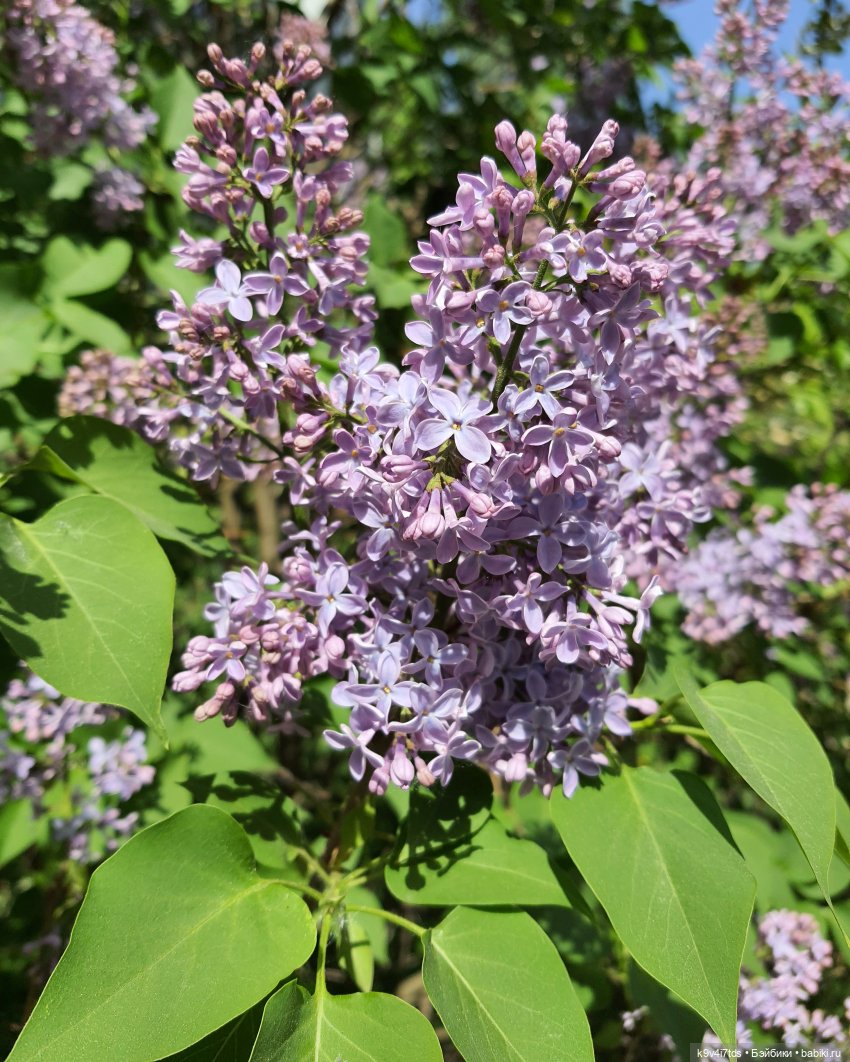 Цветущий Май — Красивая природа и цветы: фото пейзажей (фото 5)