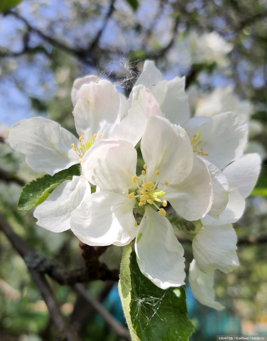 Цветущий Май — Красивая природа и цветы: фото пейзажей