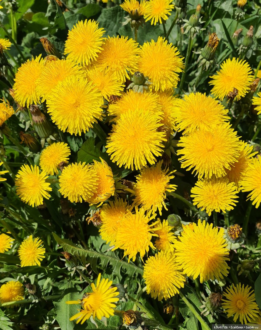 Цветущий Май — Красивая природа и цветы: фото пейзажей