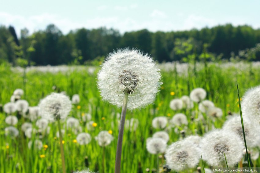 Цветущий Май — Красивая природа и цветы: фото пейзажей