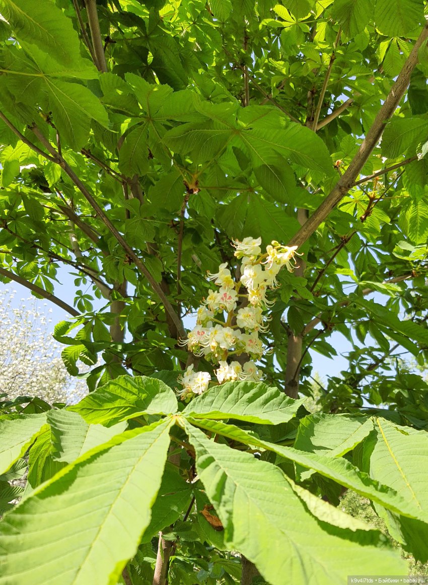 Цветущий Май — Красивая природа и цветы: фото пейзажей