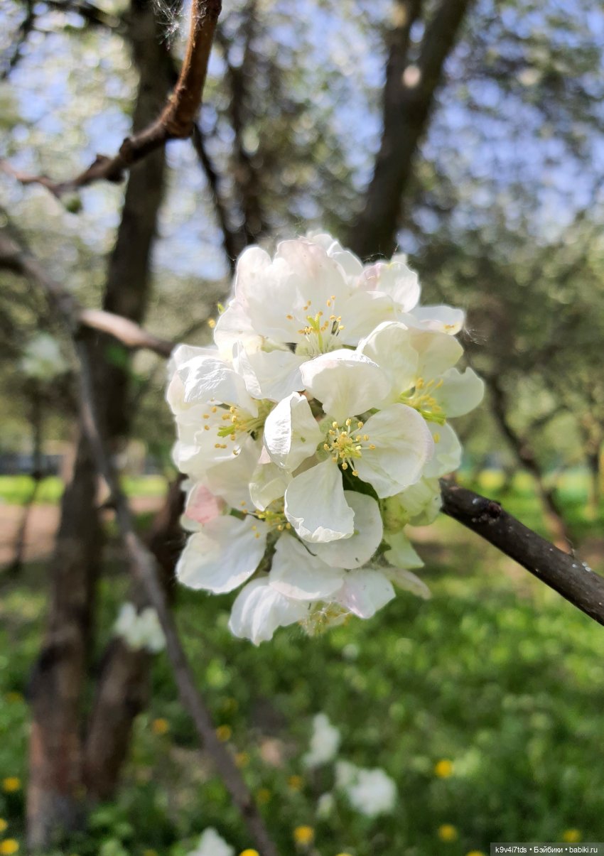 Цветущий Май — Красивая природа и цветы: фото пейзажей