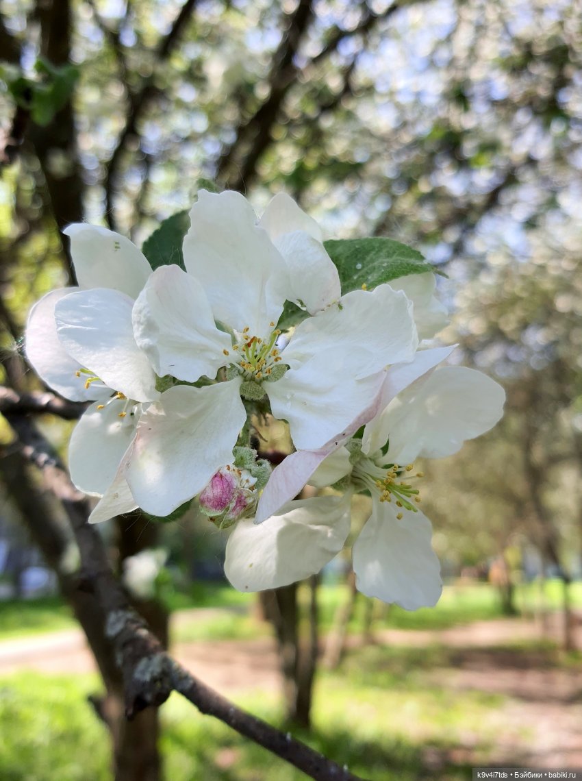 Цветущий Май — Красивая природа и цветы: фото пейзажей