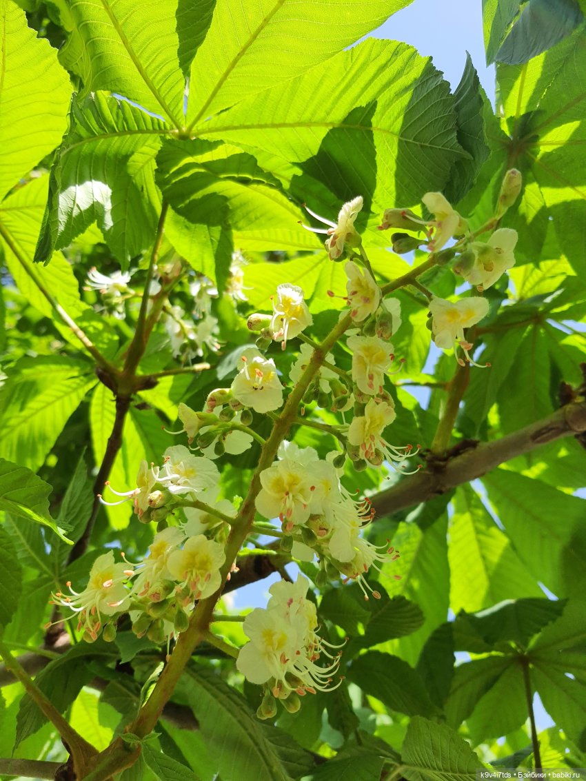 Цветущий Май — Красивая природа и цветы: фото пейзажей