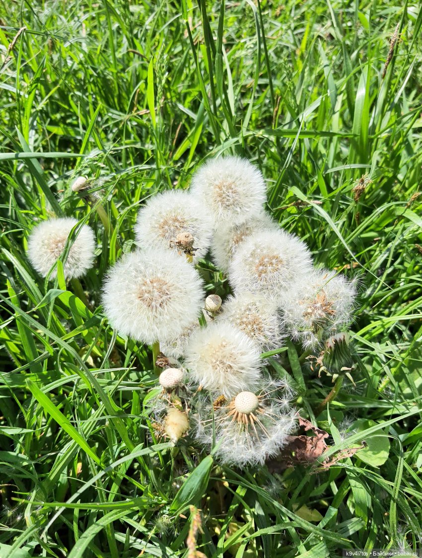 Цветущий Май — Красивая природа и цветы: фото пейзажей