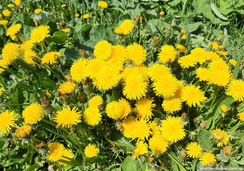 Цветущий Май — Красивая природа и цветы: фото пейзажей