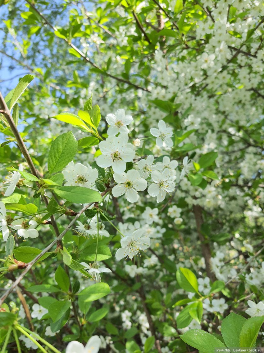 Цветущий Май — Красивая природа и цветы: фото пейзажей (фото 3)