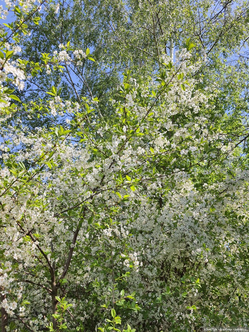 Цветущий Май — Красивая природа и цветы: фото пейзажей