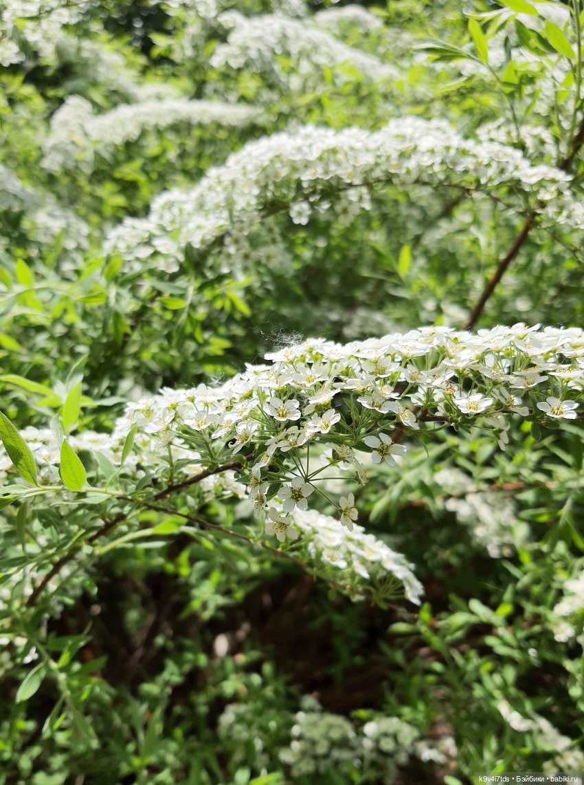 Цветущий Май — Красивая природа и цветы: фото пейзажей