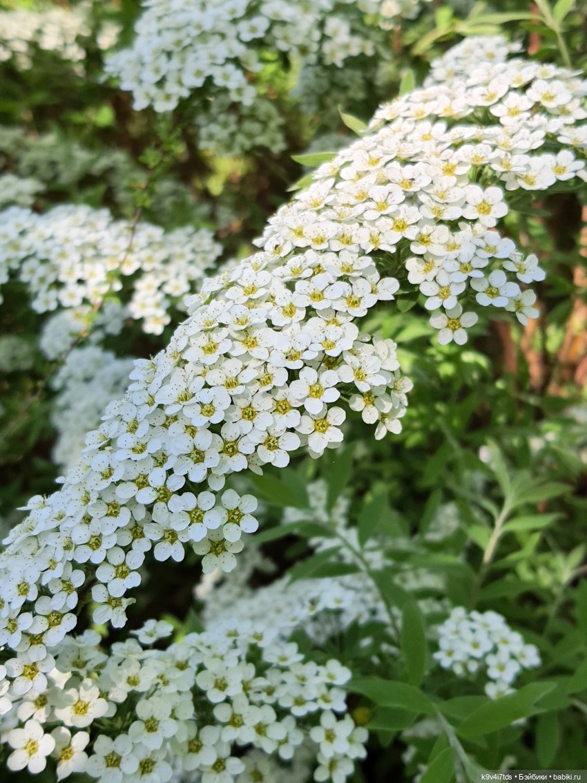 Цветущий Май — Красивая природа и цветы: фото пейзажей