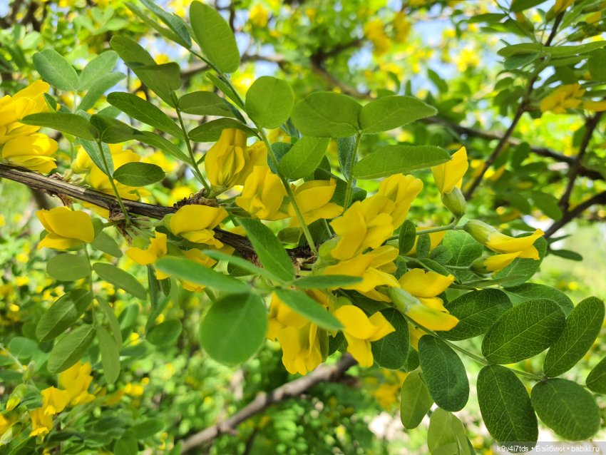 Цветущий Май — Красивая природа и цветы: фото пейзажей (фото 7)