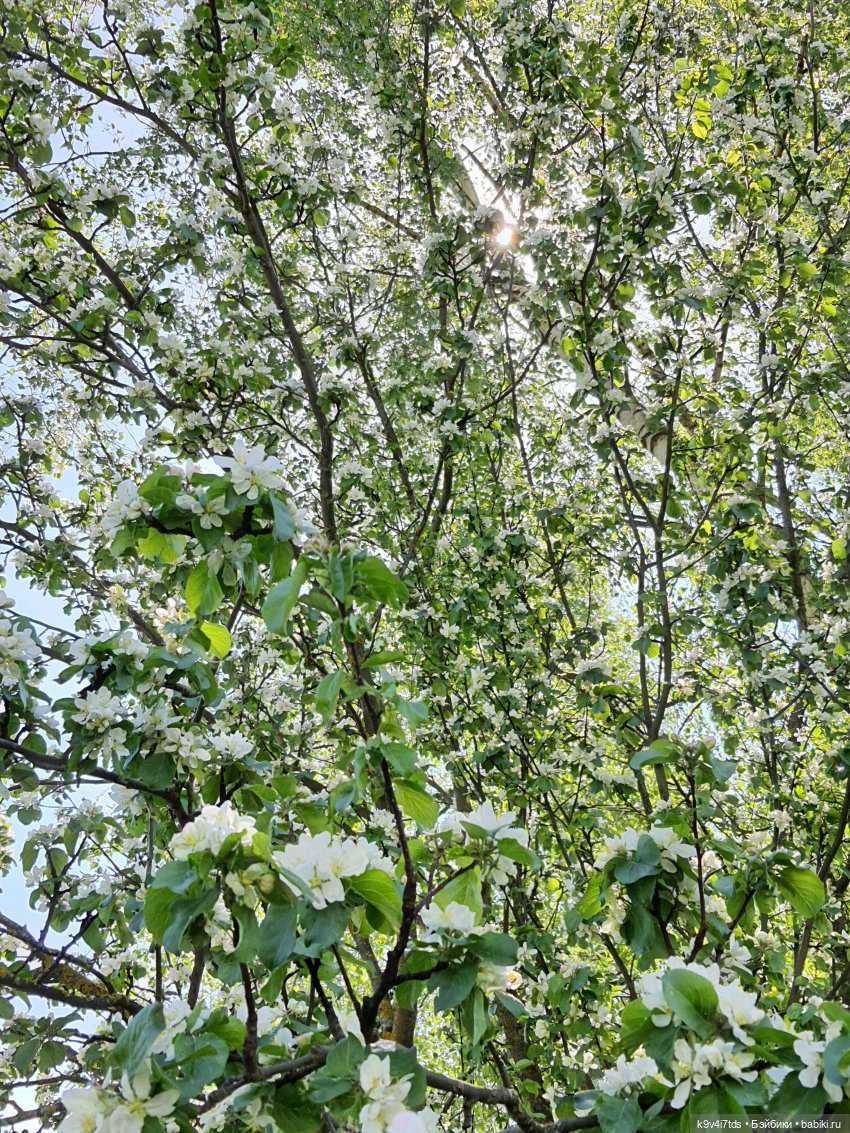 Цветущий Май — Красивая природа и цветы: фото пейзажей