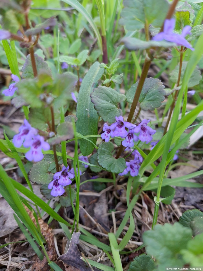 Цветущий Май — Красивая природа и цветы: фото пейзажей (фото 4)