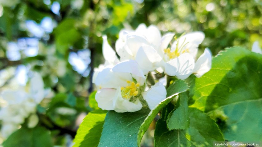Цветущий Май — Красивая природа и цветы: фото пейзажей