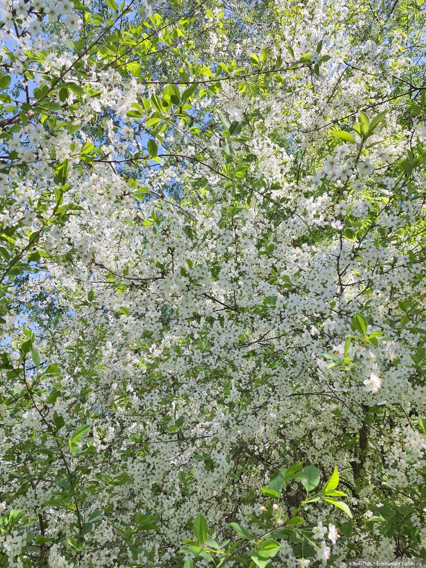 Цветущий Май — Красивая природа и цветы: фото пейзажей (фото 2)