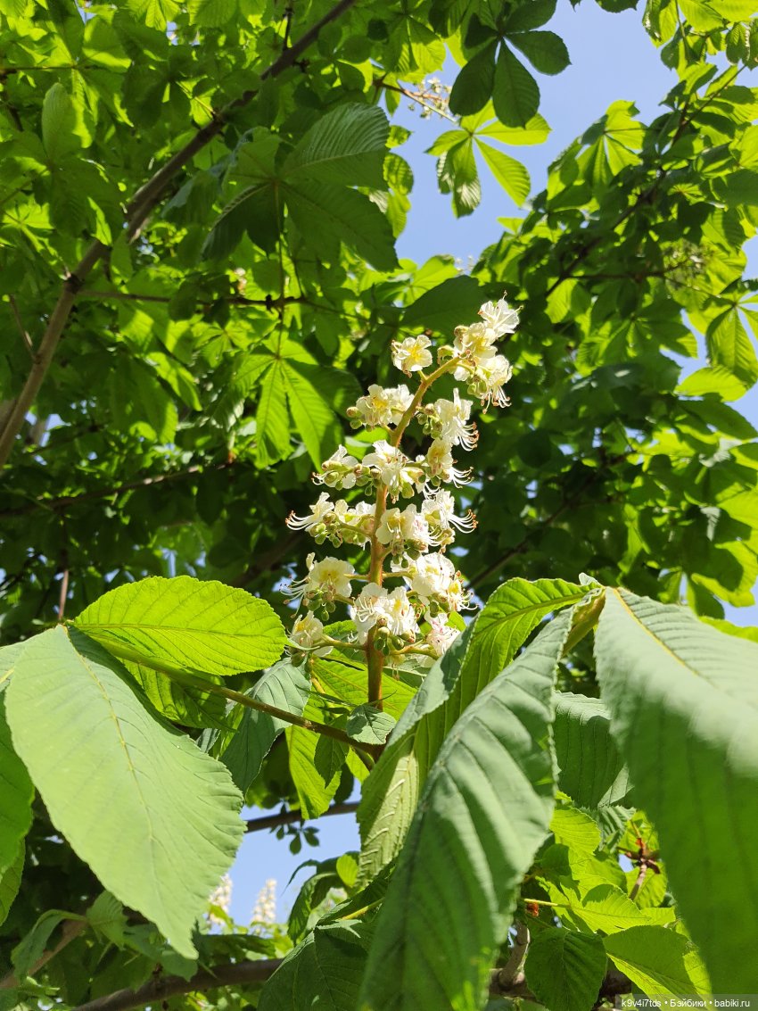 Цветущий Май — Красивая природа и цветы: фото пейзажей (фото 10)