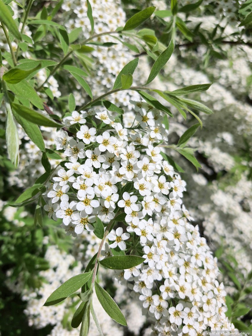 Цветущий Май — Красивая природа и цветы: фото пейзажей