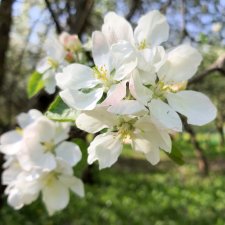 Цветущий Май