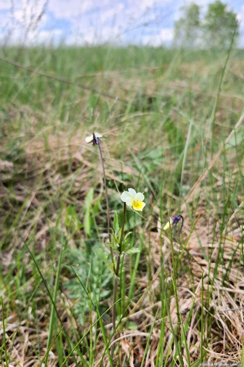 Имани на Волге — Куклы Kaye Wiggs (Кайе Виггс): авторские BJD (БЖД)