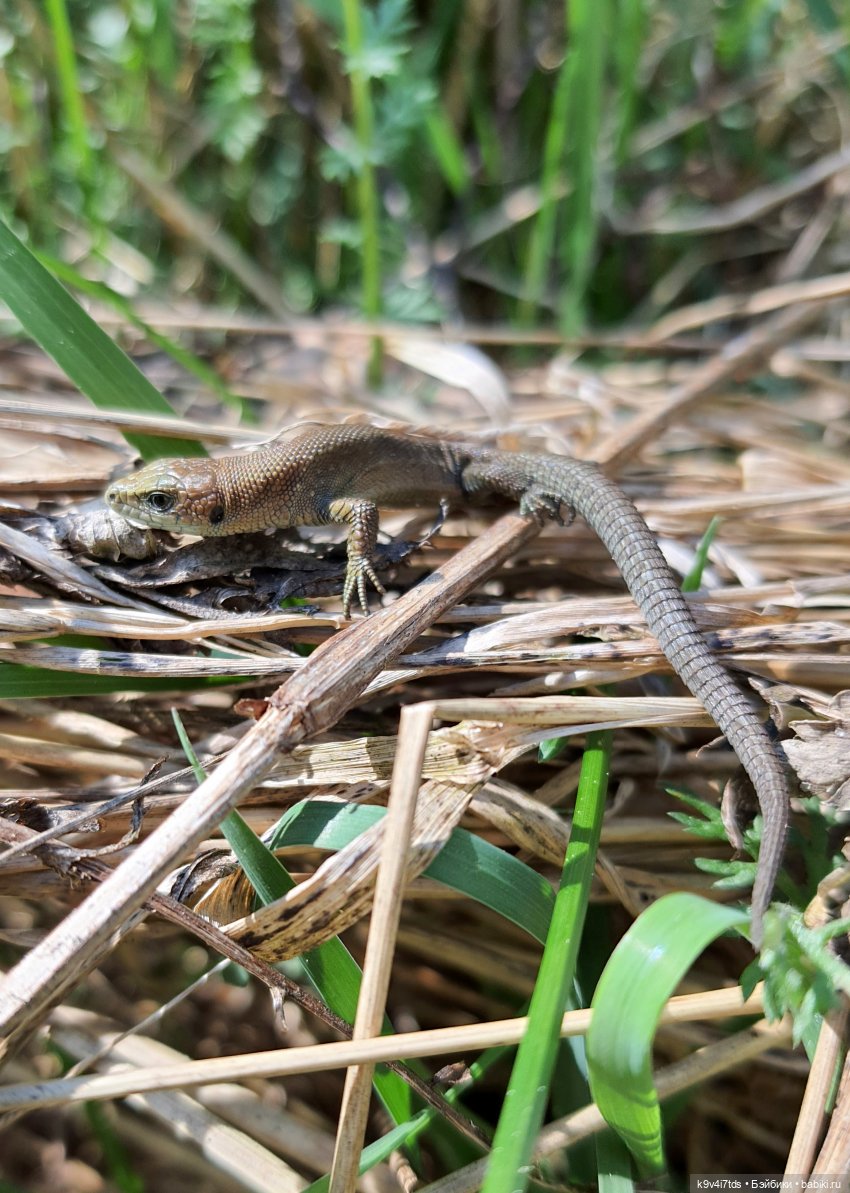 Имани на Волге — Куклы Kaye Wiggs (Кайе Виггс): авторские BJD (БЖД) (фото 6)