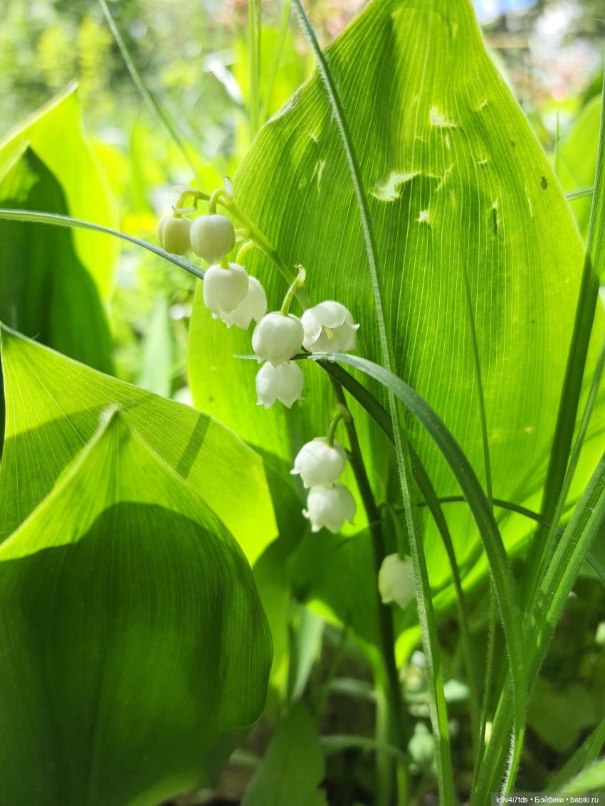 Кукольная Дружба — Куклы Kaye Wiggs (Кайе Виггс): авторские BJD (БЖД)