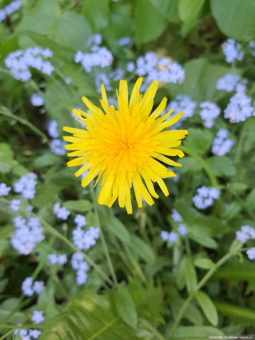 Кукольная Дружба — Куклы Kaye Wiggs (Кайе Виггс): авторские BJD (БЖД)