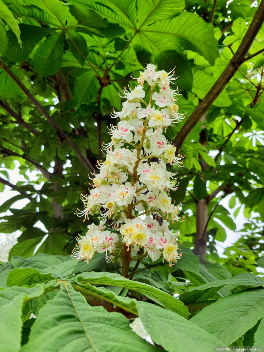 Кукольная Дружба — Куклы Kaye Wiggs (Кайе Виггс): авторские BJD (БЖД)