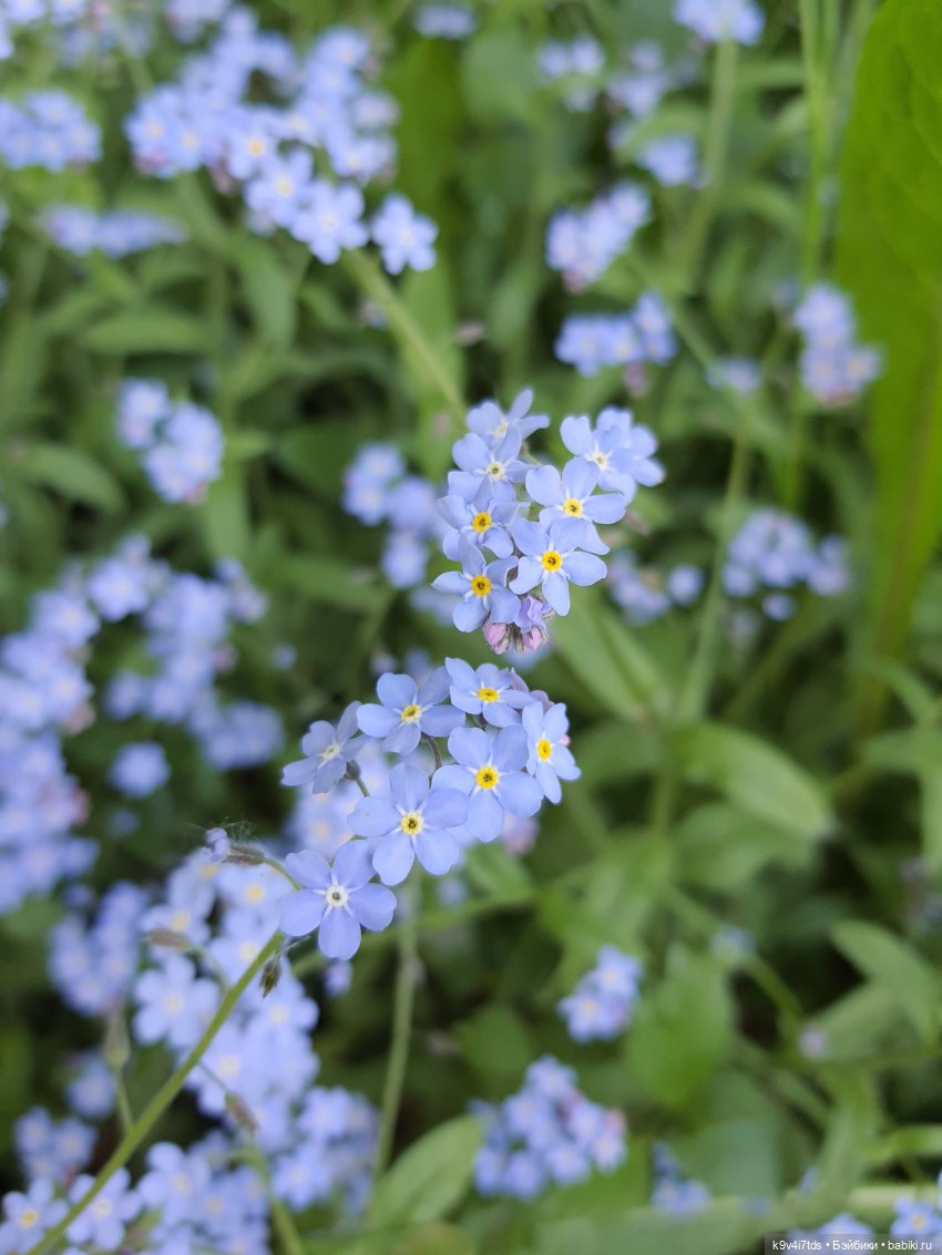 Кукольная Дружба — Куклы Kaye Wiggs (Кайе Виггс): авторские BJD (БЖД) (фото 7)