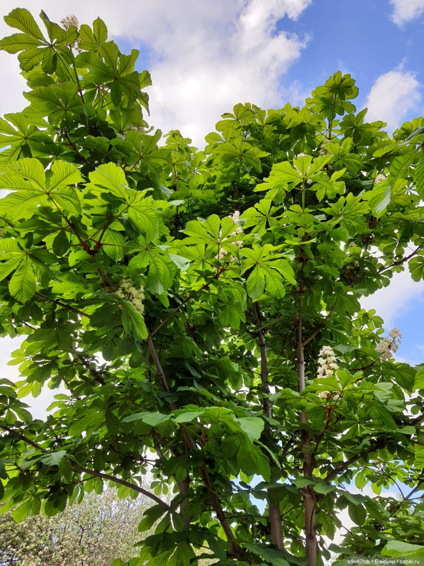 Кукольная Дружба — Куклы Kaye Wiggs (Кайе Виггс): авторские BJD (БЖД)