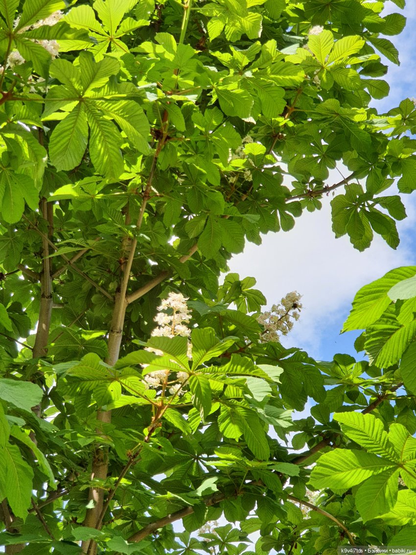 Кукольная Дружба — Куклы Kaye Wiggs (Кайе Виггс): авторские BJD (БЖД)