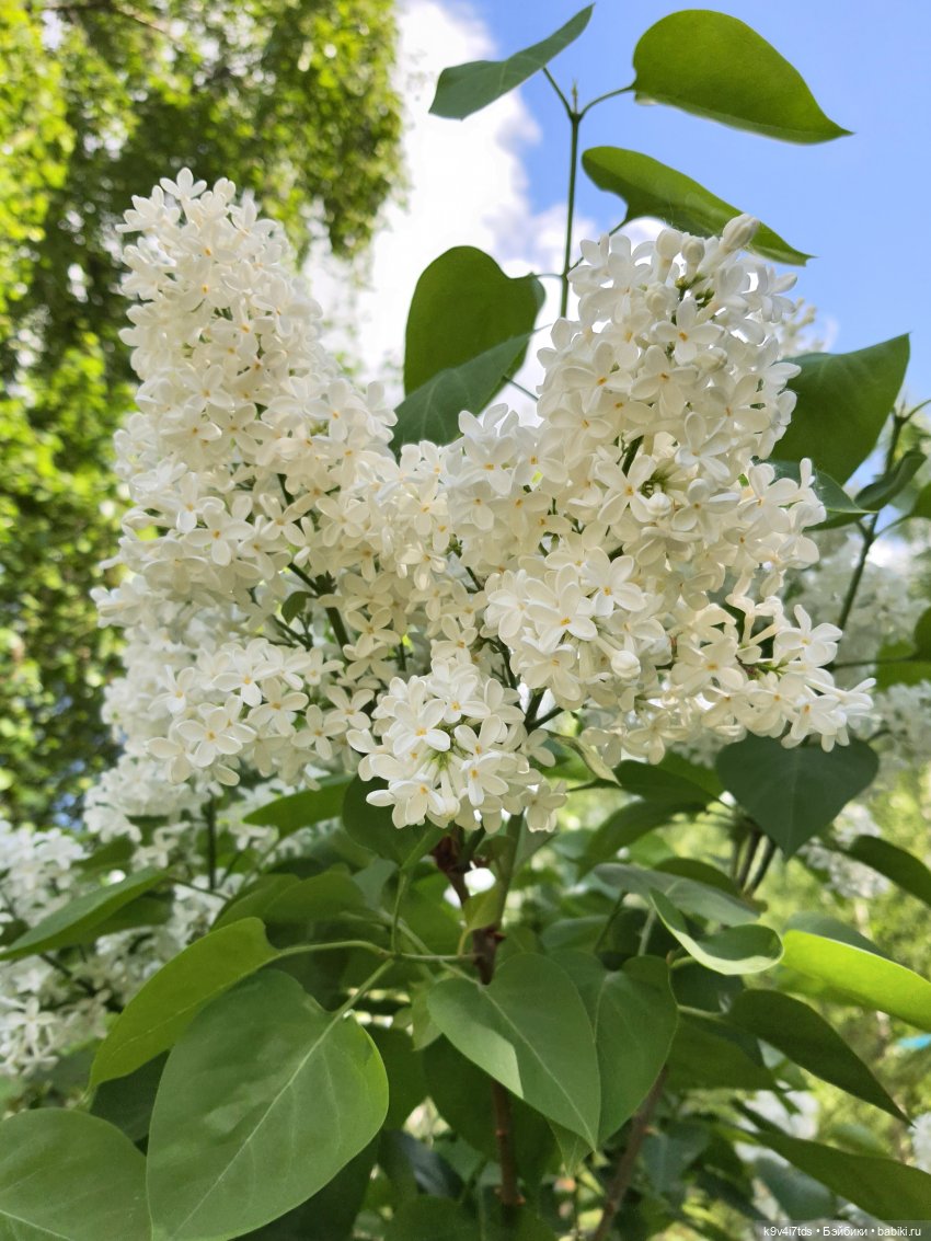 Кукольная Дружба — Куклы Kaye Wiggs (Кайе Виггс): авторские BJD (БЖД)